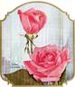 Silver Columbia rose photo