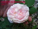 Joséphine de Beauharnais rose photo