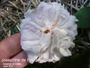 Joséphine de Beauharnais rose photo