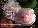 Joséphine de Beauharnais rose photo