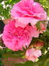 Le Rire Niais rose photo