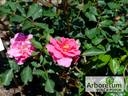 Perla Transylvanie rose photo