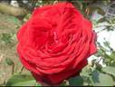 2004 Traditional Home Rose rose photo