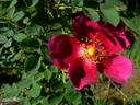 Single Cherry rose photo