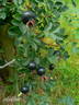 Single Cherry rose photo