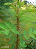 Single Cherry rose photo
