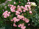 Sweet Cover ® rose photo