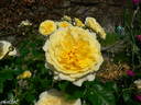 The Sun and the Heart rose photo