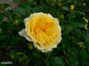 The Sun and the Heart rose photo