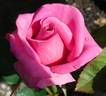 Swing Time rose photo