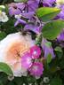 Joan Fontaine rose photo