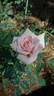 Epoca rose photo
