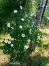 White Blush rose photo
