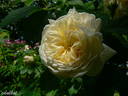 White Blush rose photo