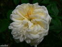 White Blush rose photo