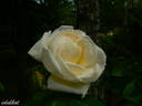 White Blush rose photo
