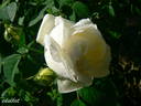White Blush rose photo