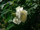 White Blush rose photo