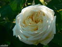 White Blush rose photo