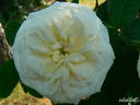 White Blush rose photo