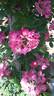 Professeur Christian Cabrol ® rose photo