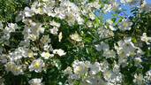 R. longicuspis rose photo