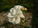 White New Dawn rose photo