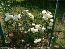 White New Dawn rose photo