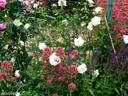 White New Dawn rose photo