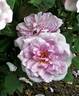 Dream Lover rose photo