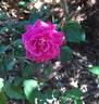 Bengale Centfeuilles rose photo