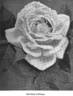 Beauty of Waltham rose photo