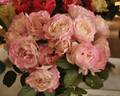 Our Amanda rose photo