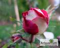 Krasavitza Festivalia rose photo