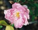 Lillian Gibson rose photo