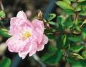 Lillian Gibson rose photo
