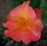 Bronze Medal rose photo