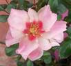 Sweet Spot Peach rose photo