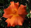 Orange Waves rose photo