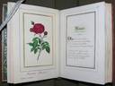 Madame Masson rose photo