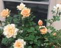 Prairie Sunrise rose photo