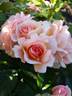 Fiorella rose photo