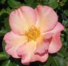 Bronze Medal rose photo