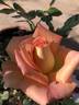 Sister Jane rose photo