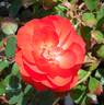 Brilliant Veranda ® rose photo