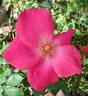 Frances Ashton rose photo