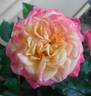 Firebird rose photo