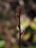 1-72-1Hugonis rose photo