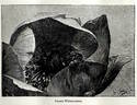 <i>P. wittmanniana</i> Hartwiss ex Lindl. synonym peony photo