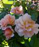 Fiorella rose photo